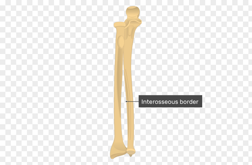 Head Of Radius Tuberosity The Ulna Radial Ulnar Styloid Process PNG