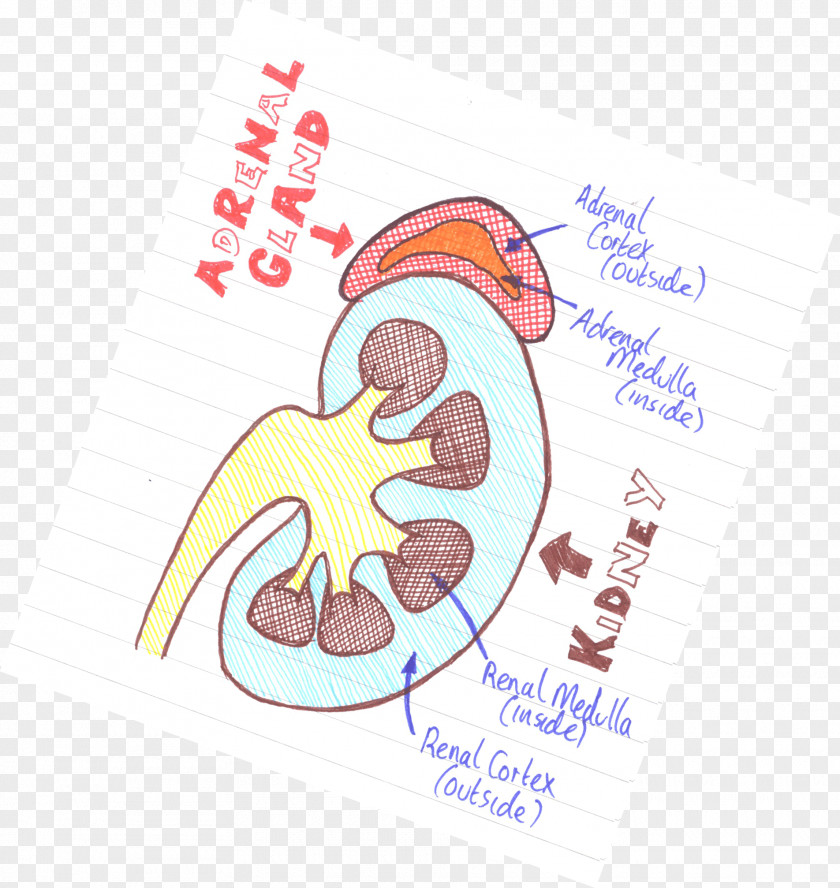 Kidney Adrenal Gland Medulla Cortex PNG