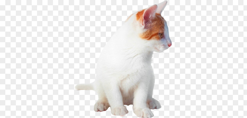 Kitten Domestic Short-haired Cat Turkish Van Japanese Bobtail Aegean PNG