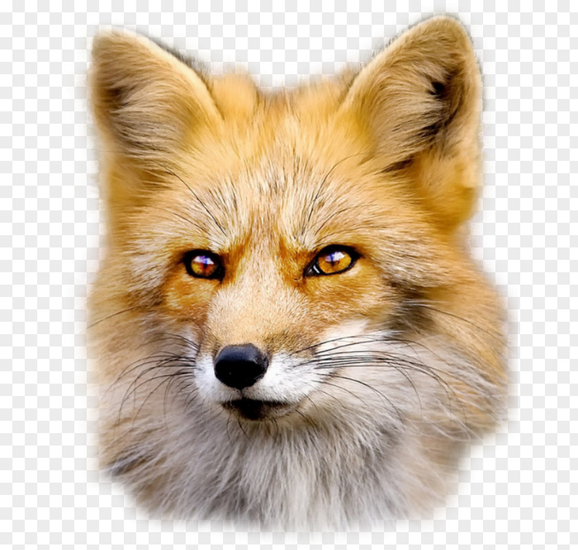 Lion Face Fox Web Browser Clip Art PNG
