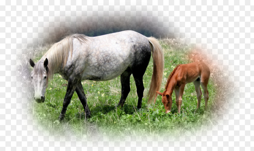 Mustang Mare Foal Stallion Pony PNG