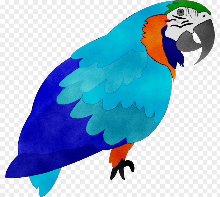 Parrot Clip Art Macaw Cartoon Bird PNG