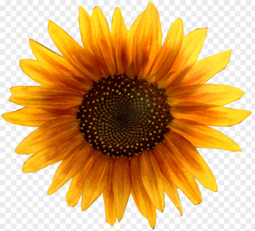Sunflower Common Pixel XCF PNG