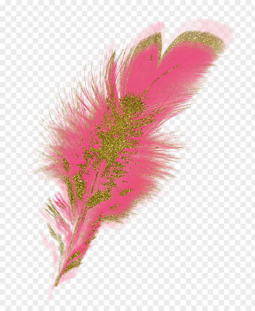 Feather Image Vector Graphics Clip Art PNG