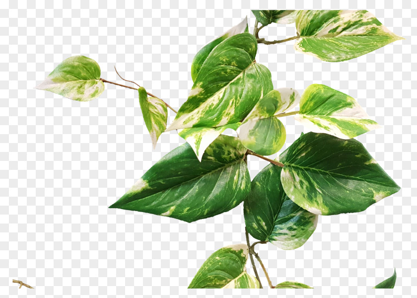 Green Faux Berry Branch Pothos Garland Leaf Plant Stem Herb PNG