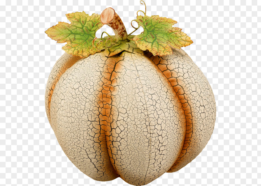 Pumpkin Cucurbita Winter Squash PNG