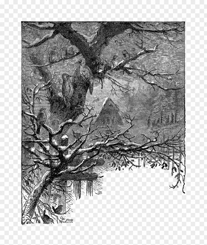 Snow Covered Tree Twig Drawing Wood /m/083vt /m/02csf PNG