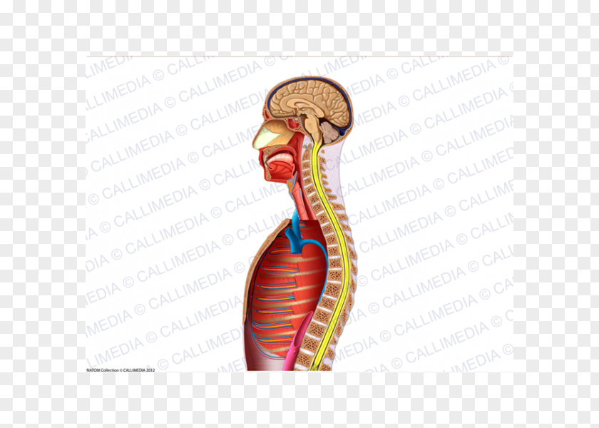 Superficial Temporal Nerve Thumb Muscle Blood Vessel Neck PNG