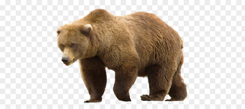 Bear PNG clipart PNG