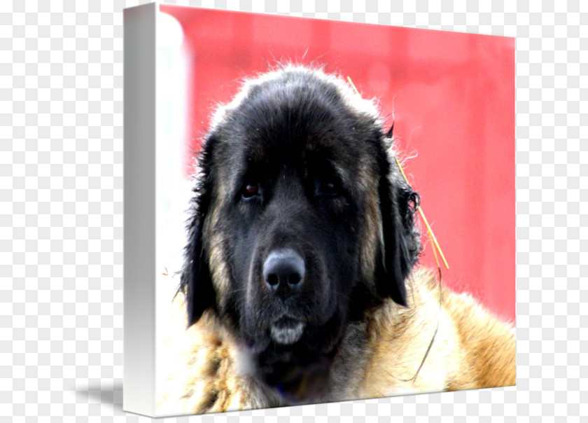 Dog In Kind Estrela Mountain Caucasian Shepherd Sarplaninac Leonberger Newfoundland PNG