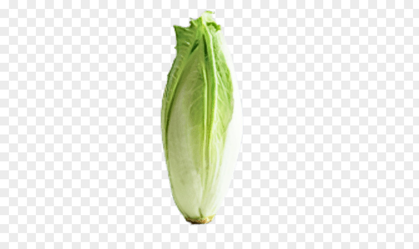 Herbaceous Plant Flower Vegetable Leaf Romaine Lettuce Okra PNG