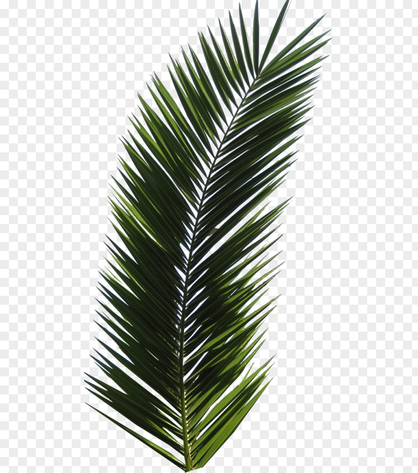 Leaf Arecaceae Palm Branch Tree PNG