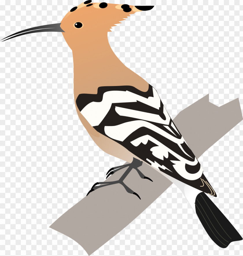 Birds Bird African Hoopoe Animal Clip Art PNG