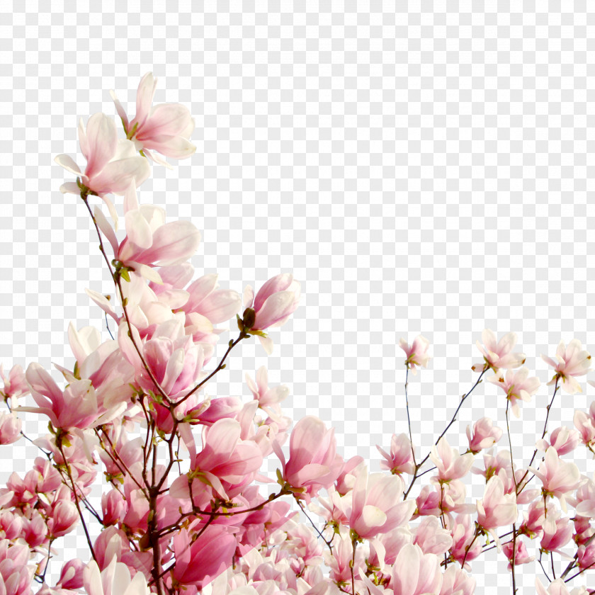 Cherry Tree Branch Blossom Flower Petal Cerasus PNG