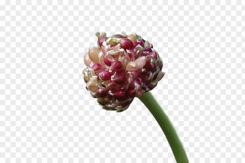 Cut Flowers Bead Flower PNG