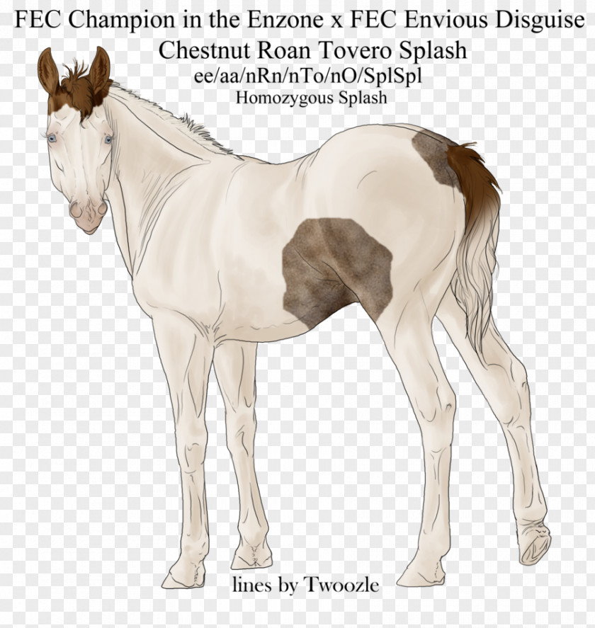 Mustang Colt Foal Stallion Mare PNG