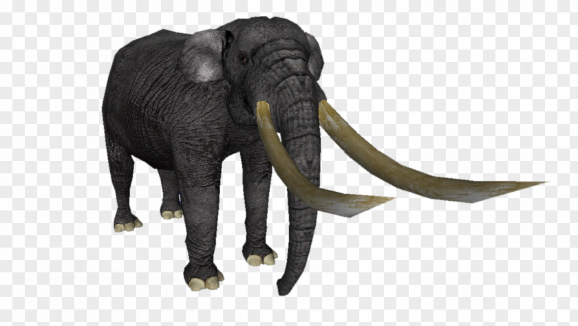 Baleen African Bush Elephant Asian Megafauna Google Sites Stegodon PNG