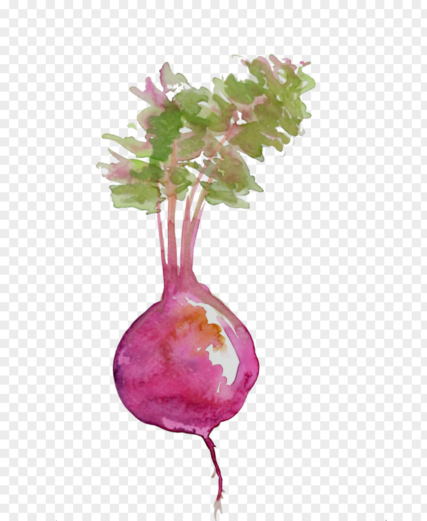 Beet Beetroots Food Watercolor Painting PNG