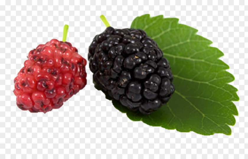 Blackberry Black Mulberry White Aronia Melanocarpa PNG