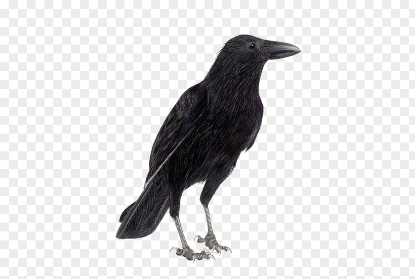 Crow Rook Common Raven Carrion Bird PNG