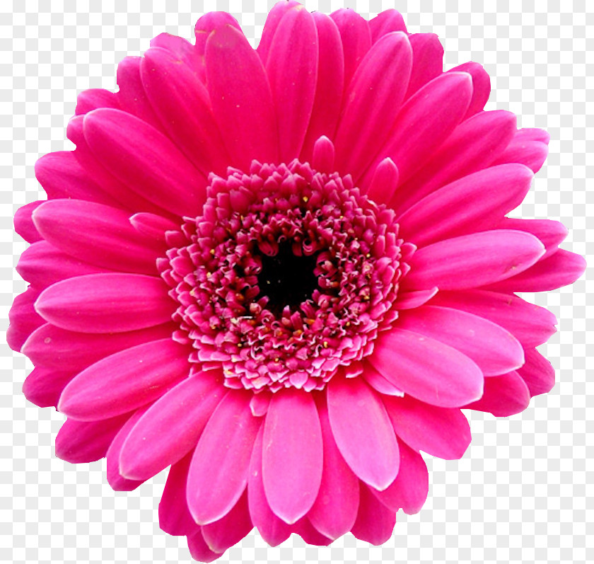 Flower Transvaal Daisy Bouquet Pink Tulip PNG
