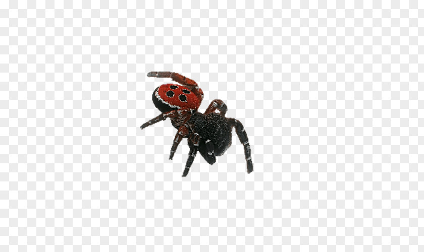 Horror Spider Eresus Sandaliatus Insect Venezuelan Suntiger Wallpaper PNG