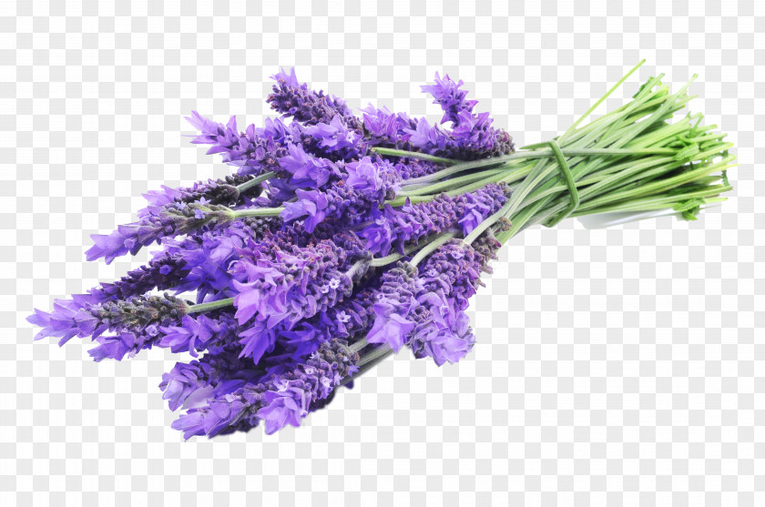 Lavender English Lavandula Latifolia Oil Herbal Distillate Essential PNG