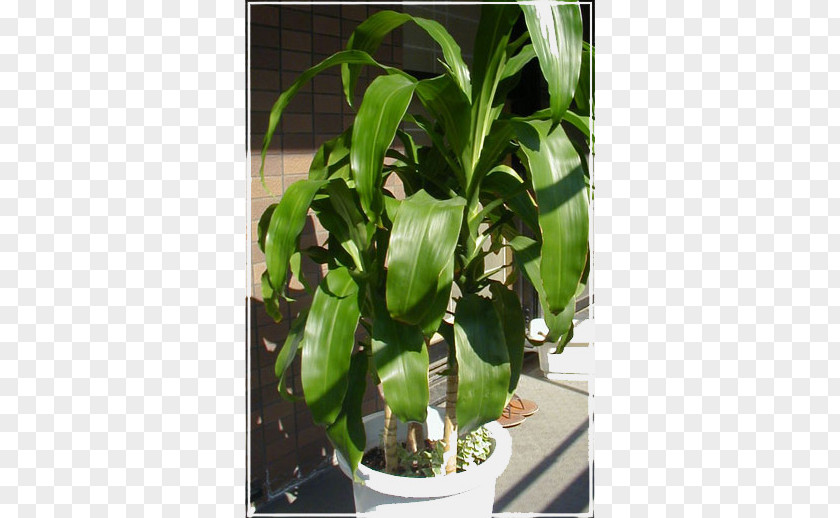 Leaf Flowerpot Houseplant PNG