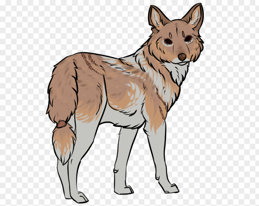Mallards Mongrel Saarloos Wolfdog Czechoslovakian Coyote Red Fox Dingo PNG