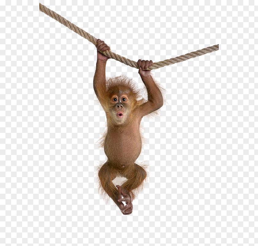 Monkeys Hanging On A Rope Macaque Monkey Clip Art PNG