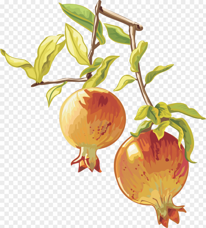 Pomegranate Fruit Food Juice Vegetable Clip Art PNG