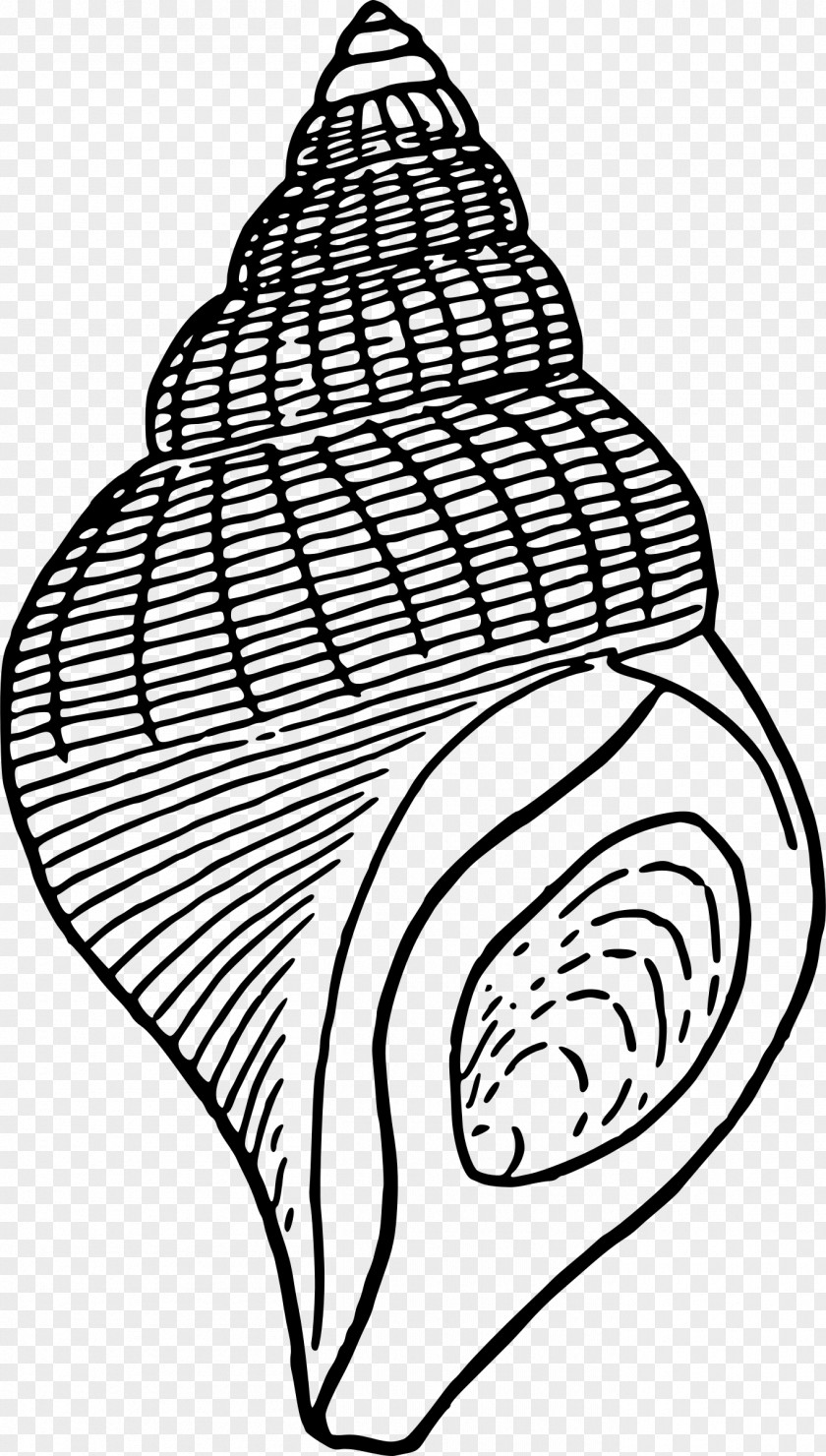 Seashell Drawing Clip Art PNG