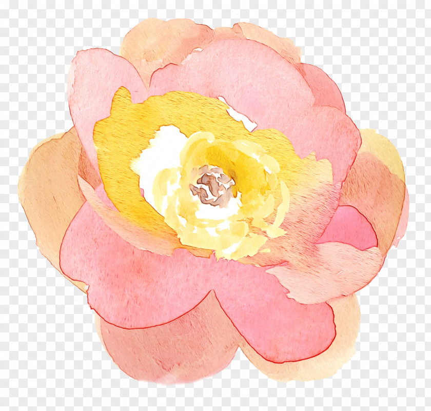 Cabbage Rose Cut Flowers Petal Pink M PNG