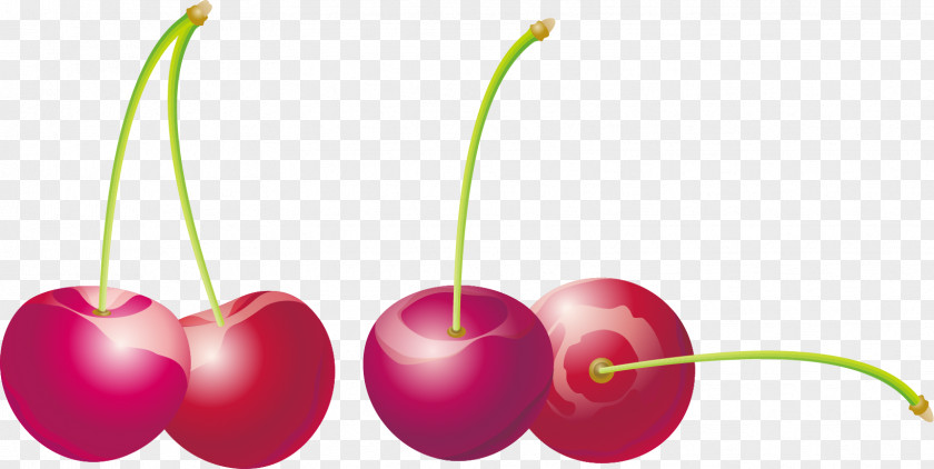 Cherry Vector Material Auglis PNG