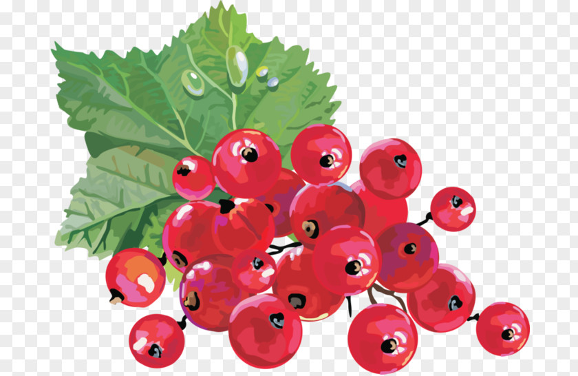 Cranberries Redcurrant Blackcurrant Berry Clip Art PNG