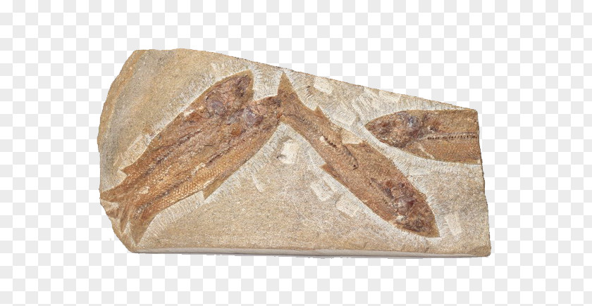 Fish Fossils Fossil Bizi Prehistoriko Rock Sea PNG