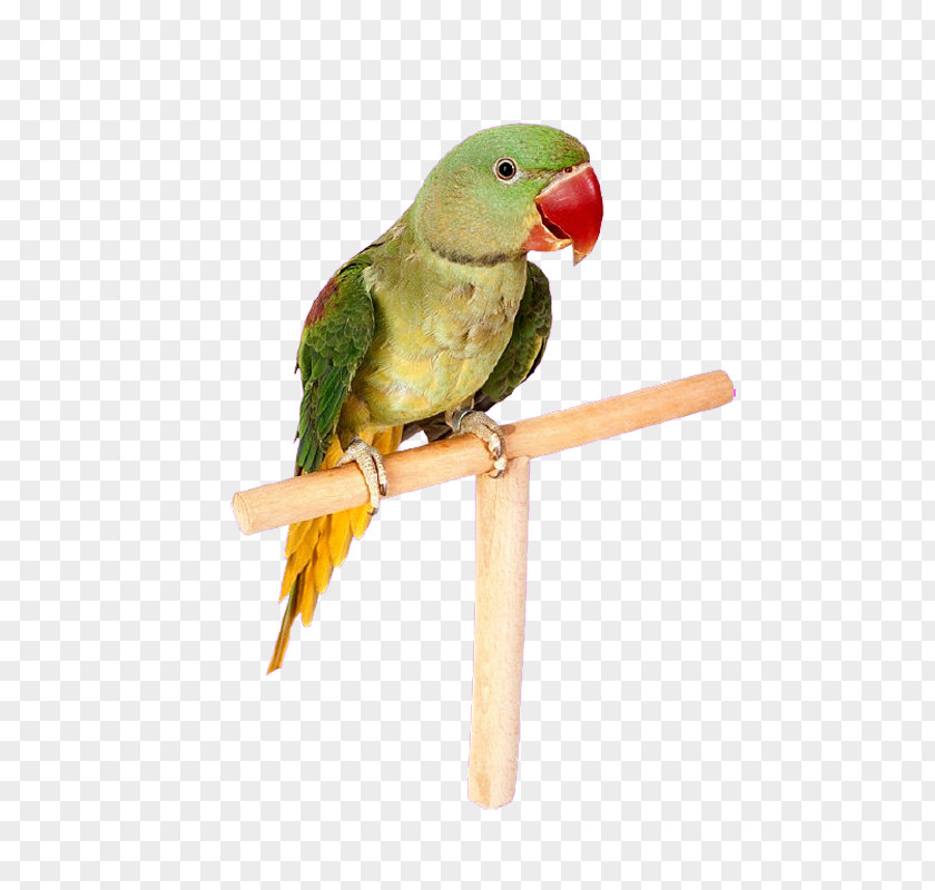Independent Parrot Lovebird Budgerigar Macaw PNG
