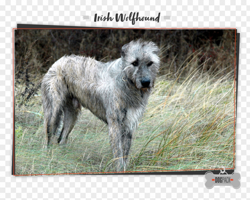 Irish Wolfhound Scottish Deerhound American Staghound Dog Breed Tibetan Mastiff PNG