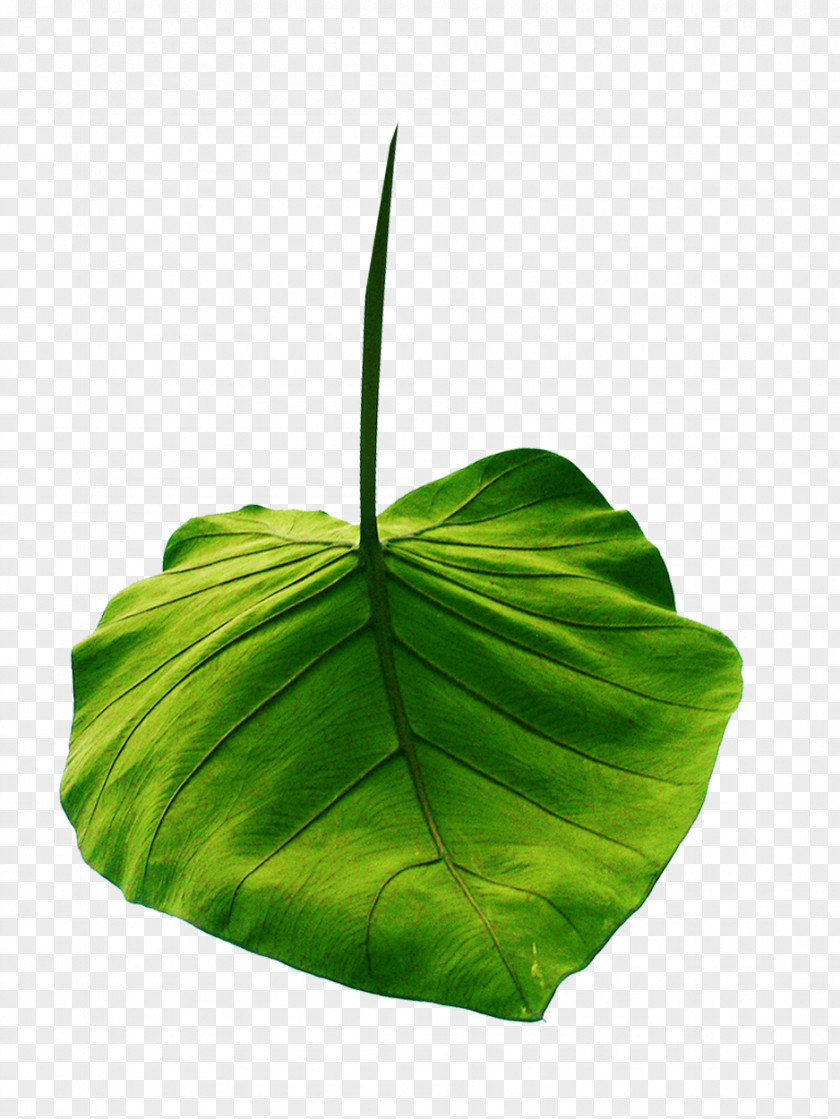 Leaf Clip Art Download Image PNG