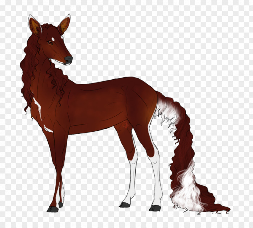 Mustang Foal Colt Stallion Mare PNG