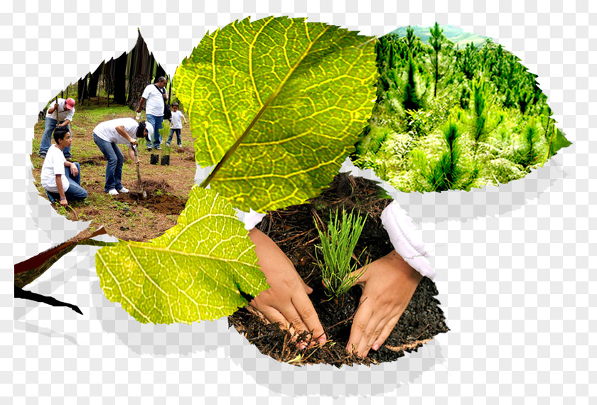 Natural Environment Conservation Movement Environmental Law Global Warming PNG