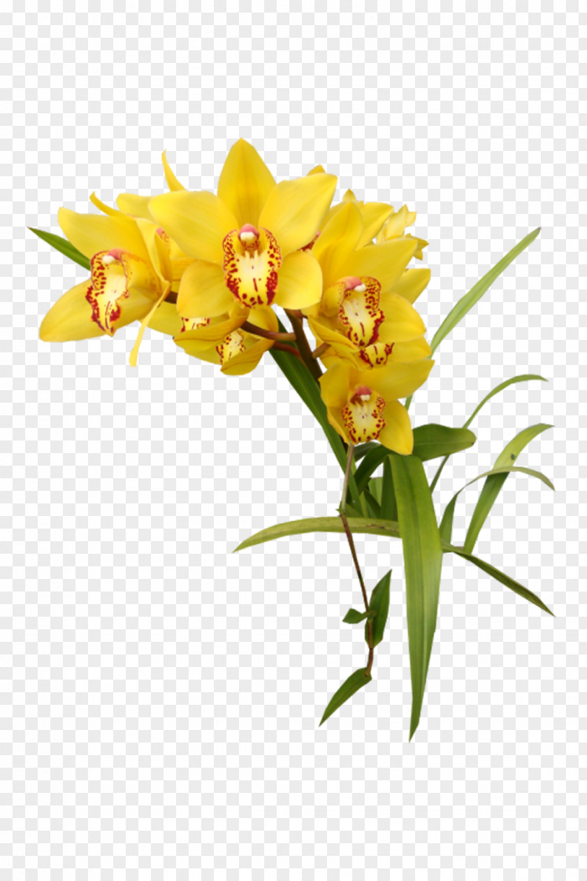 Orchid Flower Yellow Orchids Clip Art PNG