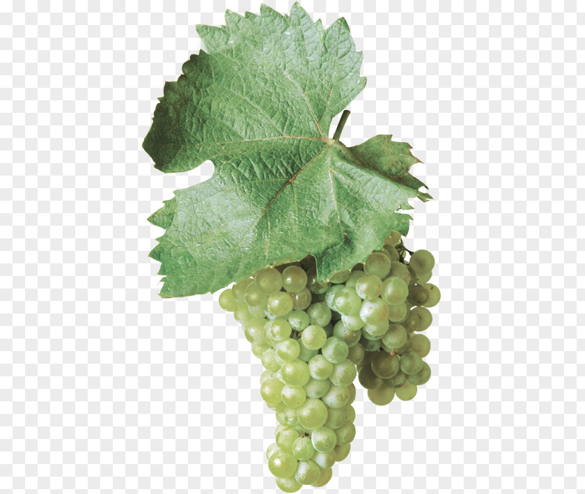 Wine Sultana Common Grape Vine Gravina In Puglia Bombino Bianco PNG