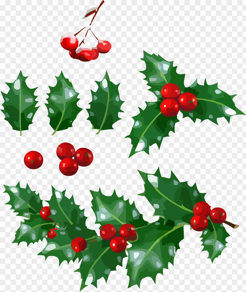 American Holly Tree Christmas PNG
