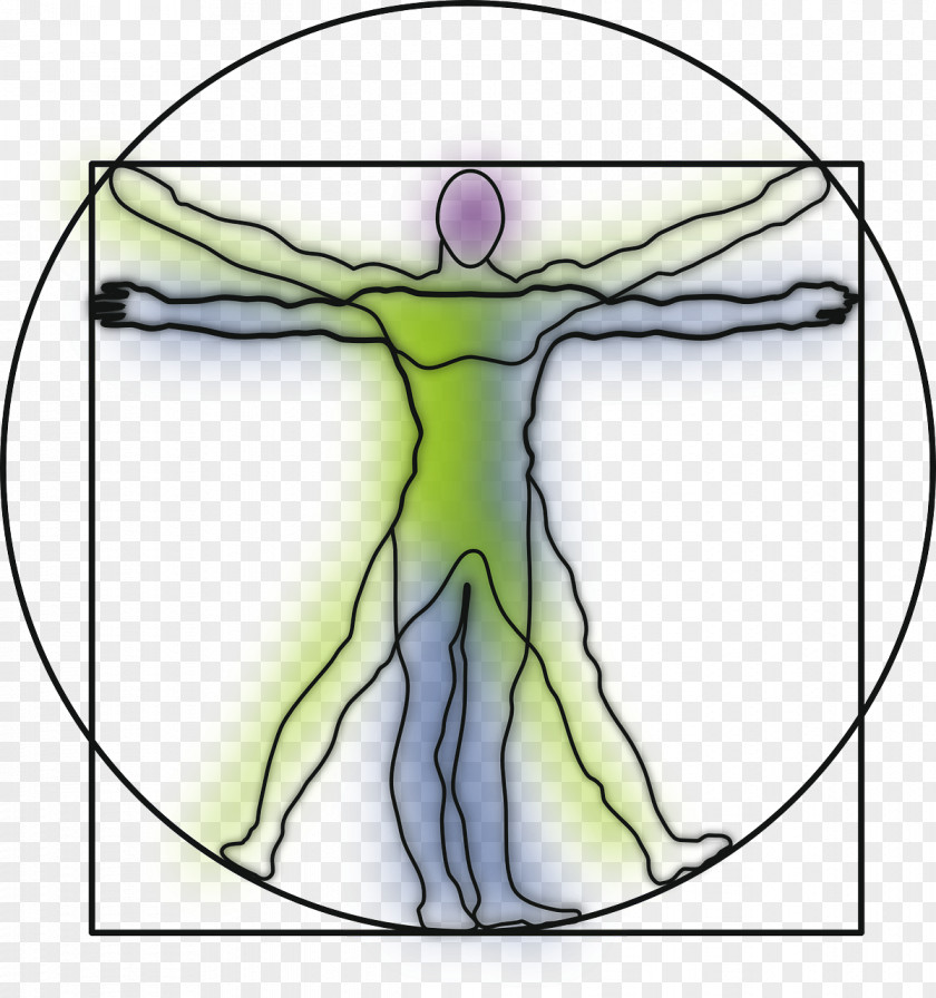 Anatomy Vitruvian Man Art Clip PNG