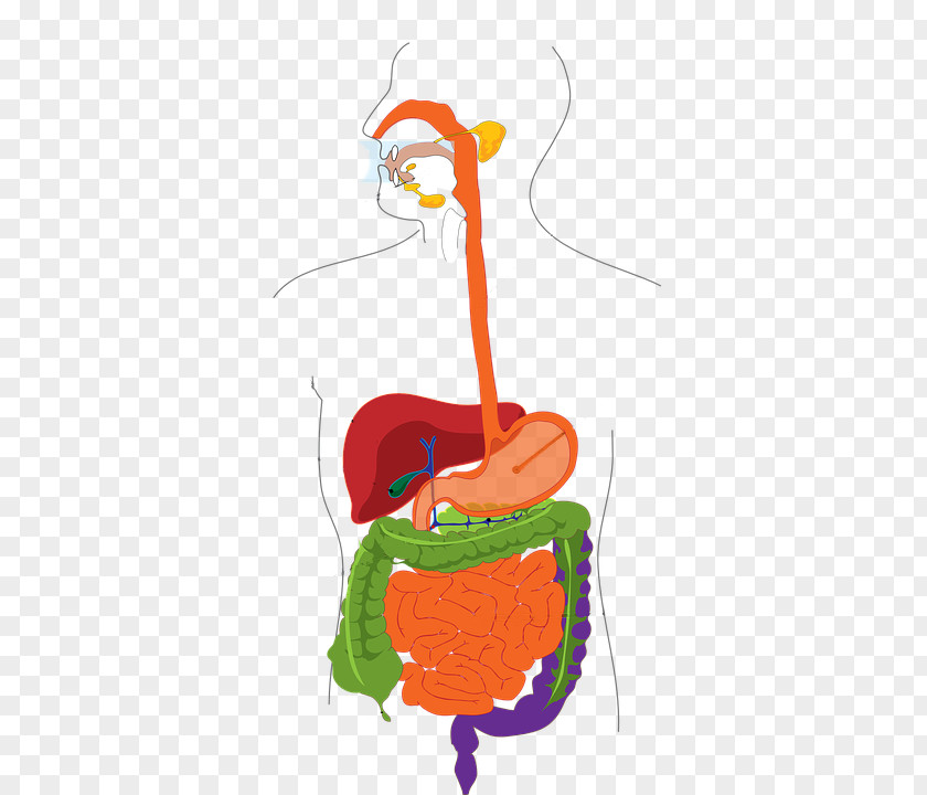 Elderly Care Clip Art Human Digestive System Digestion Openclipart Gastrointestinal Tract PNG