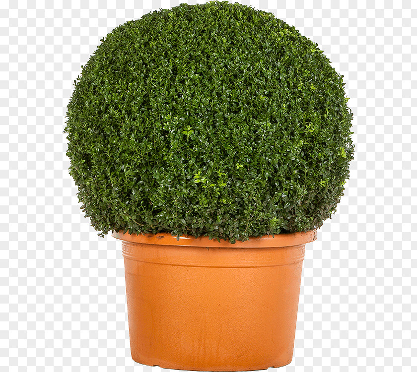 Tree Shrub Evergreen Flowerpot Herb PNG
