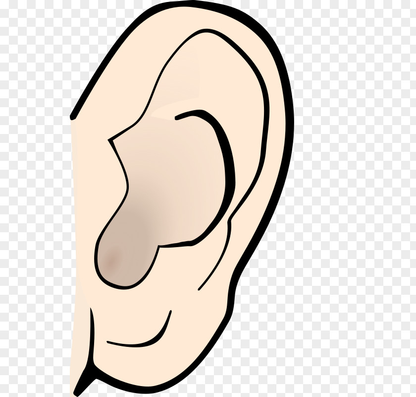 Ear Anatomy Clip Art PNG