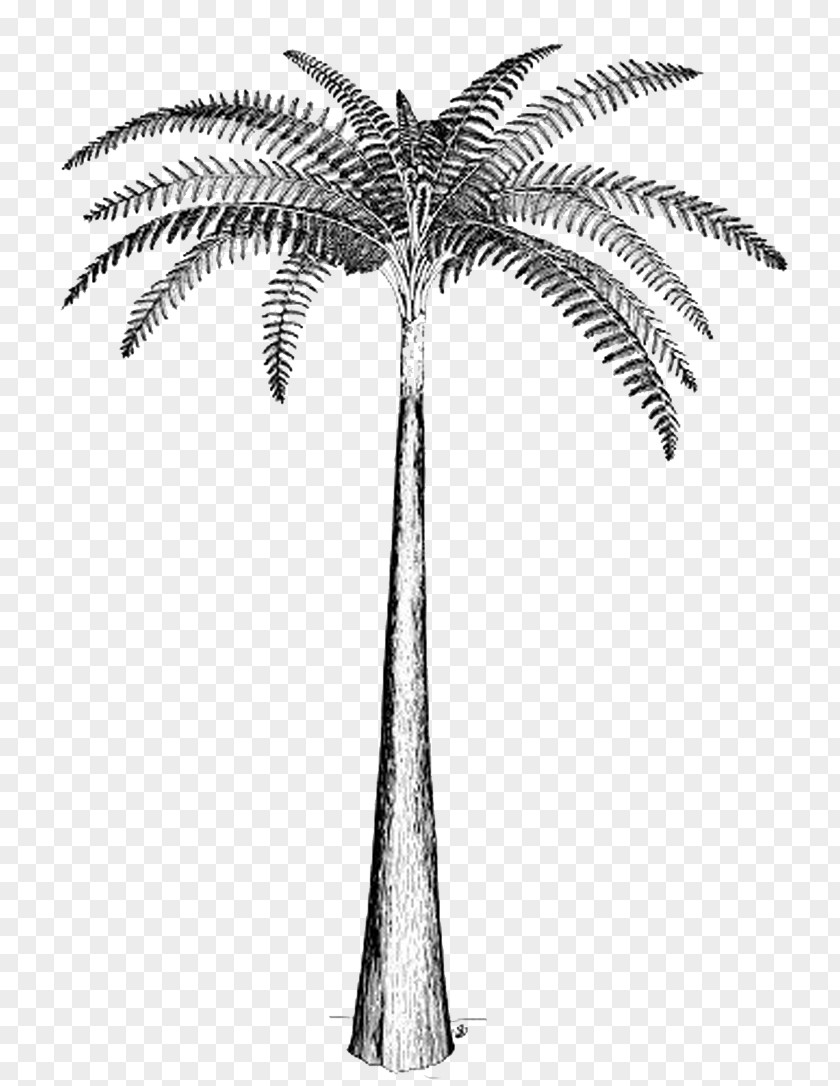 Fern Tree Psaronius Carboniferous PNG