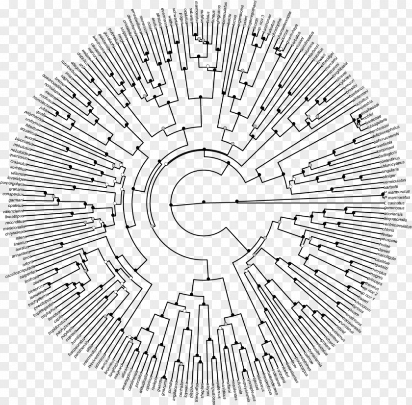 Phylogenetic Tree Phylogenetics Clade Diagram Evolution PNG